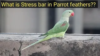 Is your Parrot Stress?? What is Stress bars in Parrot feathers.