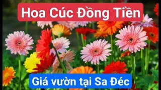 Review Vườn Hoa Cúc Đồng Tiền siêu đẹp đủ màu sắc giá vườn tại Sa Đéc