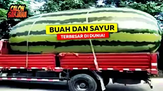 Inilah Beberapa Buah dan Sayuran Terbesar di Dunia yang Ukurannya Sungguh Tidak Masuk Akal!