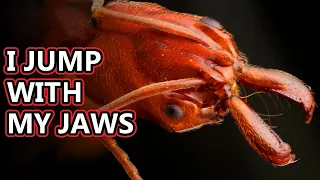 Trap Jaw Ant facts: they move with their mouths! | Animal Fact Files