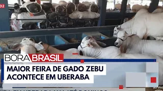 Feira Expo Zebu em Uberaba vai até domingo (5) I Bora Brasil