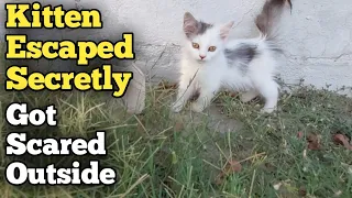 Kitten Escaped On The Road Secretly But Got Scared Outside