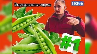 ВЫРАЩИВАНИЕ ГОРОХА ЧАСТЬ 2 | СКОБЫ ДЛЯ УКРЫВНОГО МАТЕРИАЛА|