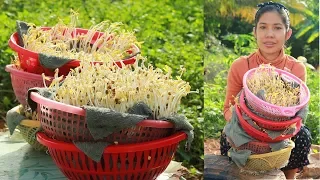 How to Grow Bean Sprout in Only 3day - Grow Planes at Home