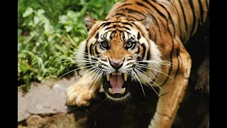 Sound Effects - Tiger Snarl Agressive