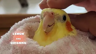 3 Different Reactions when cockatiels being washed in summer