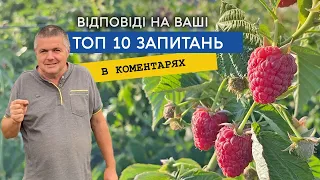 Відповідаємо на ТОП 10 питань про малину з коментарів до відео. Удобрення, сорти та ціни на малину.