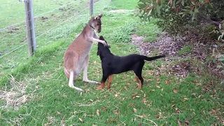 Kangaroo Playing With Dog - Too Cute