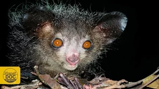 Aye Aye Lemur of Madagascar