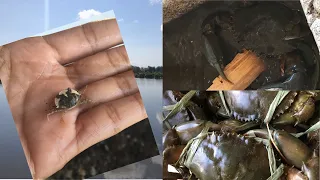 Discovering the Secrets of Mud Crabs