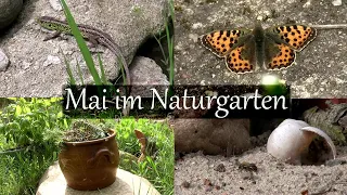 Mein Naturgarten: Der Mai ist gekommen!