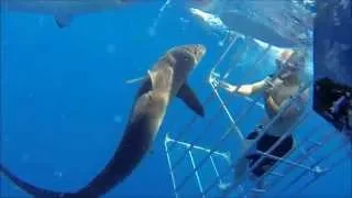 FLORIDA SHARK CAGE DIVING