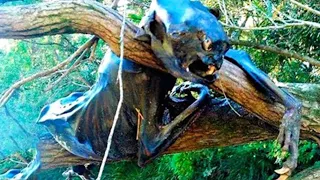 15 Most Terrifying Things Recently Discovered In The Forest