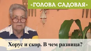 Голова садовая - Хорус и скор. В чем разница?