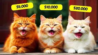 10 Most Expensive Cat Breeds in the World