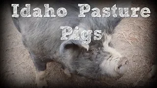 Idaho Pasture Pigs