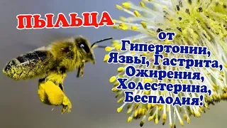 Пыльца пчелиная. Чем полезна, как принимать и свойства. Гипертония, холестерин, простатит