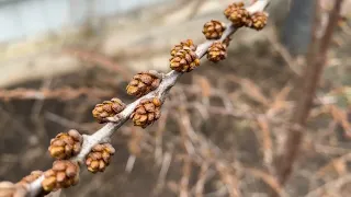 Облепиха. Мальчик или девочка? Как  отличить?