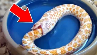 12 Animals That Can Live After Death - Top 10 Facts