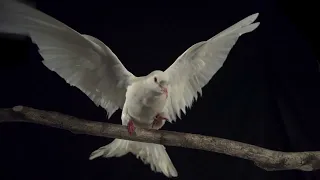 433339 Pigeon White Wings Bird By Soraphotography Artlist HD