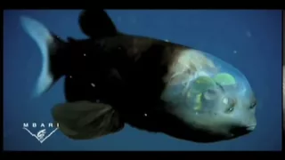 Fish With Transparent Head Filmed | National Geographic