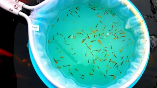 Update On The 10,000 Sanke Koi Fry. How to care for koi fry