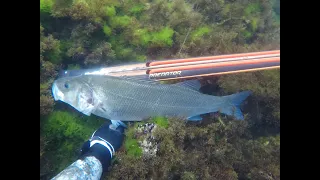 PREDATOR POWER!!! - Spearfishing Montenegro 2023