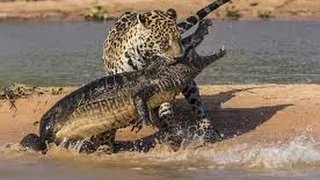 Leopard Attacks and Eats Crocodile 2015 || Animals Attack 2015 ||