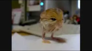 pygmy jerboa 体重測定 - Jumping Rat that looks like a kangaroo