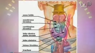 Tiroide: sintomi, diagnosi e cura