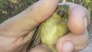 captura de 3 corbatitas y un jilguero pinton.un👋