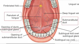 Sublingual region