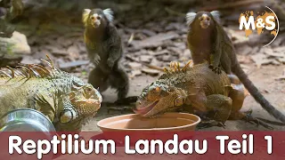 Größter Reptilien Zoo Deutschlands | Reptilium Landau | Teil 1 | Reptil TV