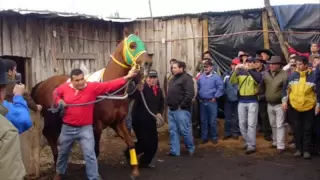 carrera a la chilena , corrido de ricky