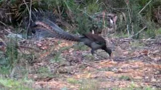 Lyrebird scratching about