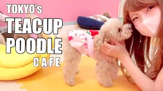 Visiting Japan's Dog Cafe | Micro Tea Cup Cafe in Akihabara, Tokyo【4K】