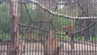 Рысь сибирская, Новосибирский зоопарк, 25.08.2012