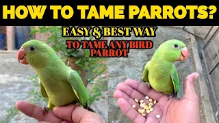 HOW TO TAME RINGNECK PARROT? | EASY WAY TO TAME ANY PARROT | TIPS & INFO IN HINDI/URDU 2022