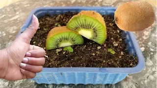 How to grow Kiwi from seed at home | कीवी घर पे उगाएं ( English Subtitle ) With Update