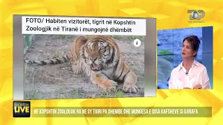 Kopshti Zoologjik pa gjirafë, tigri pa dhëmbë,aktivistët:Të mbyllet! -Shqipëria Live 10 Qershor 2022