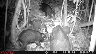 Feral hog snare activity