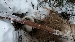 Ketun- ja supikoiran metsästystä / Fox- and raccoondoghunting