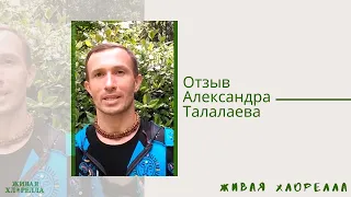 Живая хлорелла отзывы Александра Талалаева