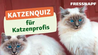 Das große Katzenquiz: Wie gut kennst du dich aus?