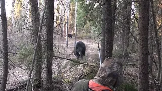 LOOK OUT! MONSTER BLACK BEARS RUNS RIGHT AT US IN SASKATCHEWAN, CANADA.