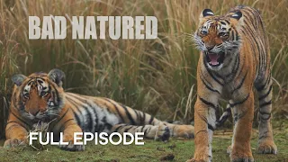 Shocking Young Tiger Cub’s First Kill | Bad Natured | BBC Earth