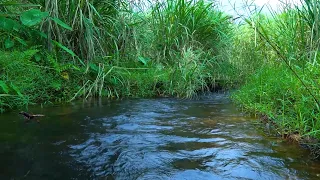 Harmony of the Forest - Natural sounds heal the heart and blood vessels