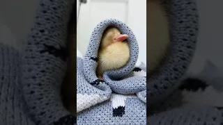 The Cutest Duck Compilation! 😂😍#3 | TikTok by: ducks_in_space