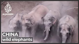 China wild elephants continue to cause chaos