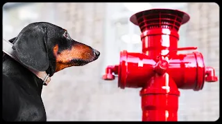 Love of My Life! Funny dachshund video!